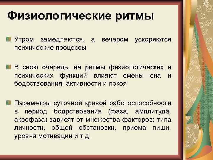 Физиологические ритмы Утром замедляются, а вечером ускоряются психические процессы В свою очередь, на ритмы