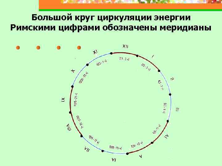 Большой круг циркуляции энергии Римскими цифрами обозначены меридианы 