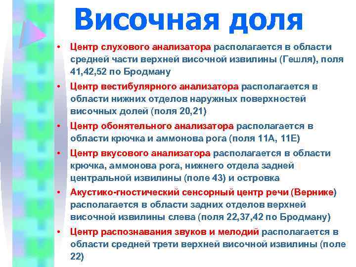 Височная доля • Центр слухового анализатора располагается в области средней части верхней височной извилины