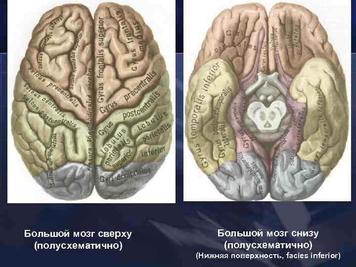 Большой мозг сверху (полусхематично) Большой мозг снизу (полусхематично) (Нижняя поверхность, facies inferior) 