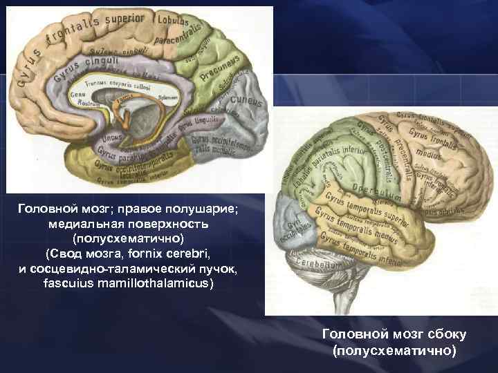 Свод головного мозга. Столбы свода головного мозга. Строение свода головного мозга. Свод мозга и прозрачная перегородка. Свод мозга и гиппокамп.