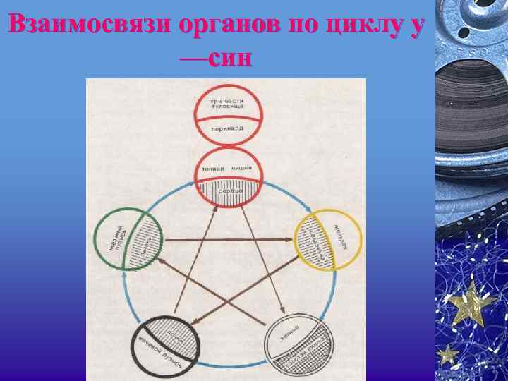 Взаимосвязи органов по циклу у —син 