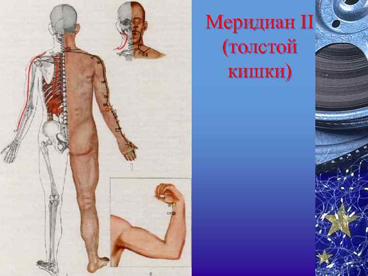 Картинка меридиан толстого кишечника