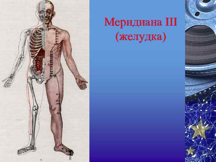 Меридиана III (желудка) 