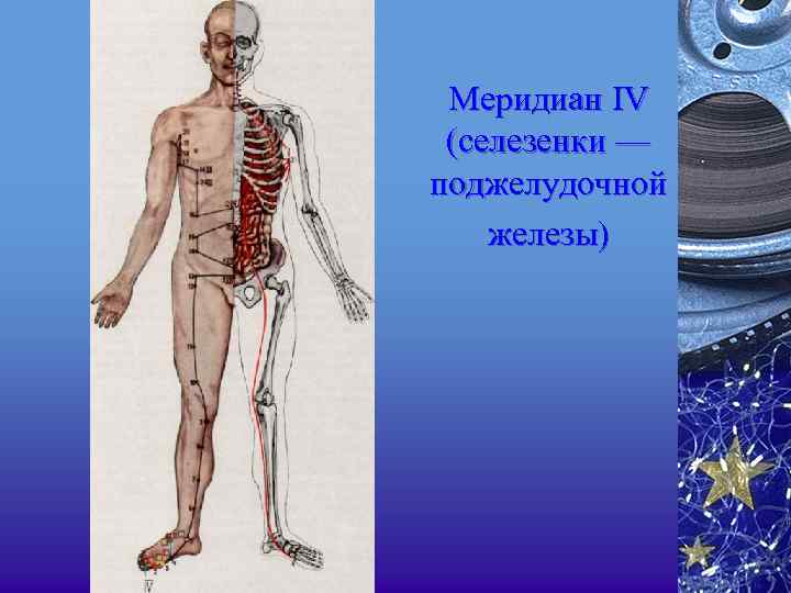 Меридиан IV (селезенки — поджелудочной железы) 