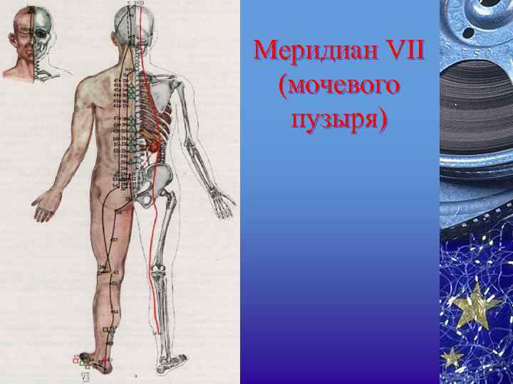 Меридиан VII (мочевого пузыря) 