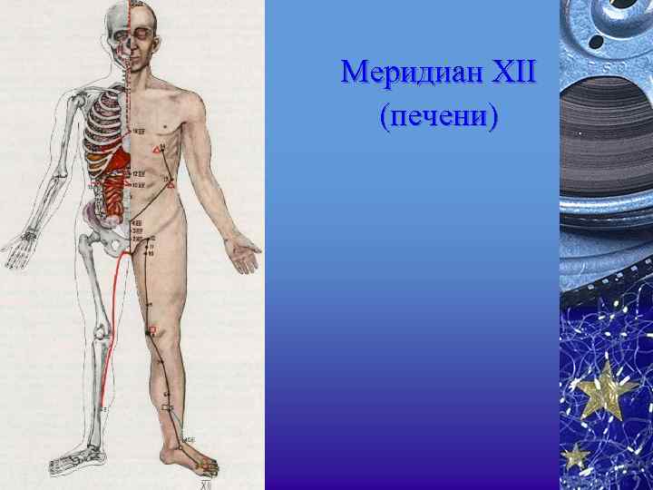 Меридиан XII (печени) 