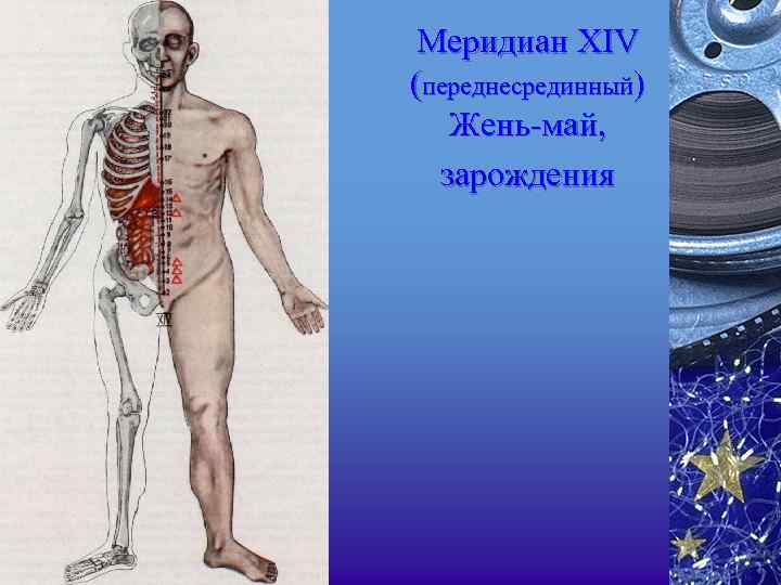 Меридиан XIV (переднесрединный) Жень май, зарождения 