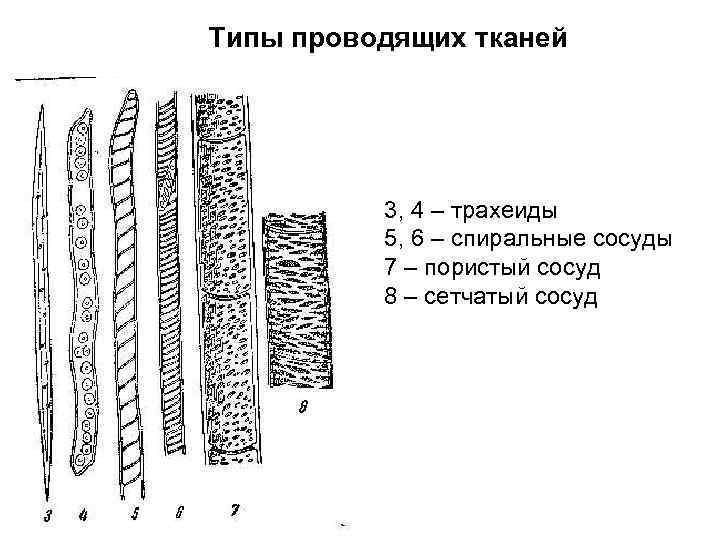 Типы проводящих тканей 3, 4 – трахеиды 5, 6 – спиральные сосуды 7 –