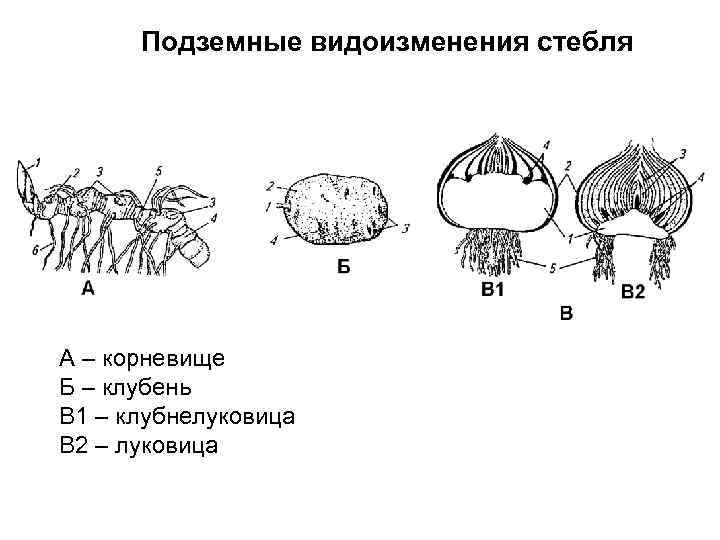 Подземные видоизменения стебля А – корневище Б – клубень В 1 – клубнелуковица В