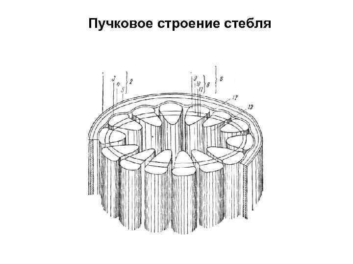 Пучковое строение стебля 