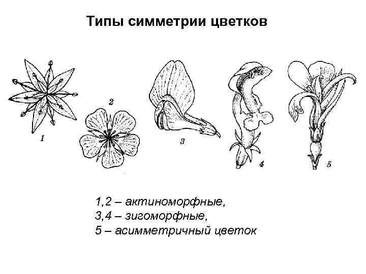 Типы симметрии цветков 1, 2 – актиноморфные, 3, 4 – зигоморфные, 5 – асимметричный