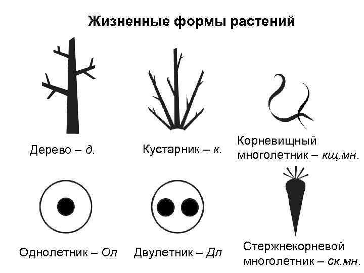 Жизненные формы растений Дерево – д. Однолетник – Ол Кустарник – к. Корневищный многолетник