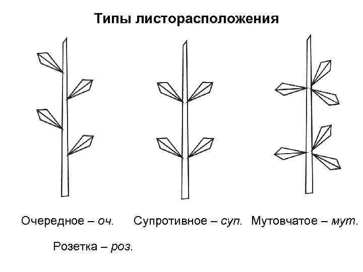 Листорасположение примулы