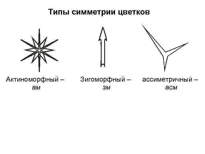 Типы симметрии цветков Актиноморфный – ам Зигоморфный – зм ассиметричный – асм 