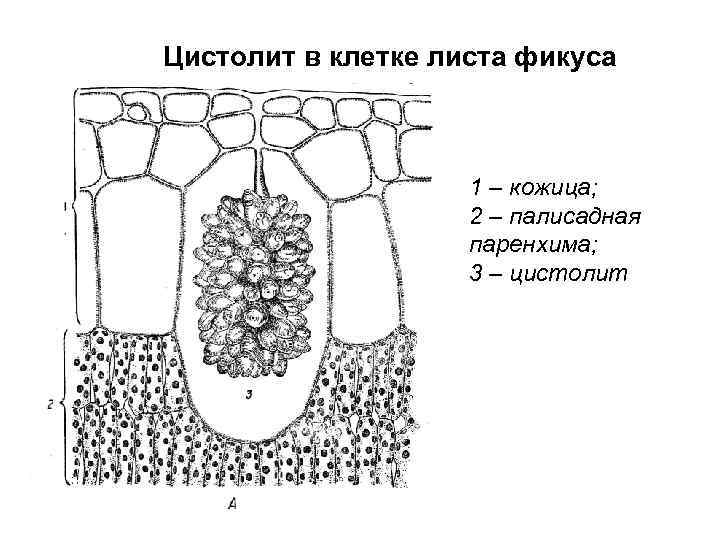 Цистолит в клетке листа фикуса 1 – кожица; 2 – палисадная паренхима; 3 –