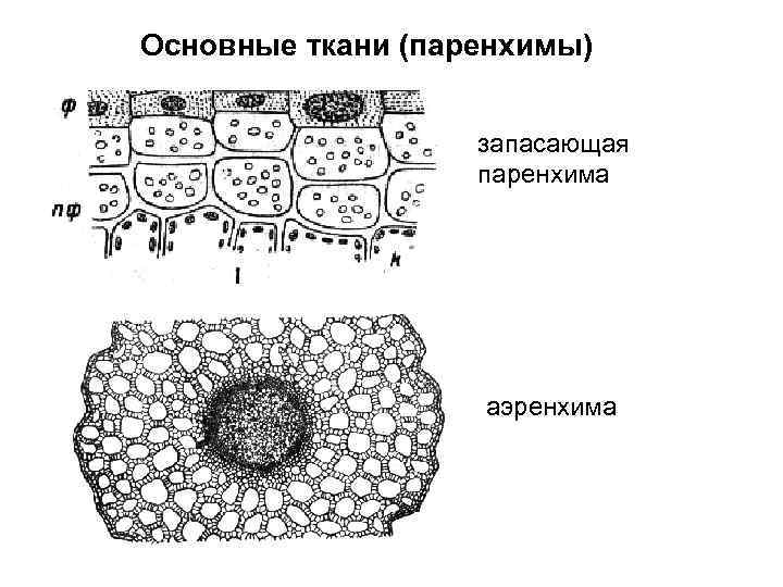 Основная ткань строение