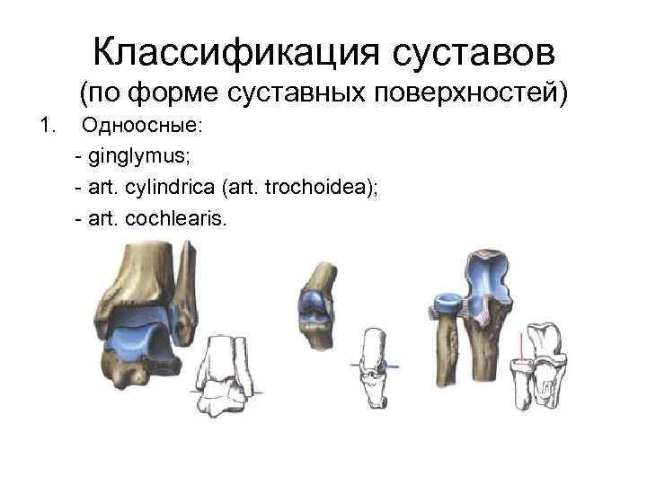 Классификация суставов (по форме суставных поверхностей) 1. Одноосные: - ginglymus; - art. cylindrica (art.