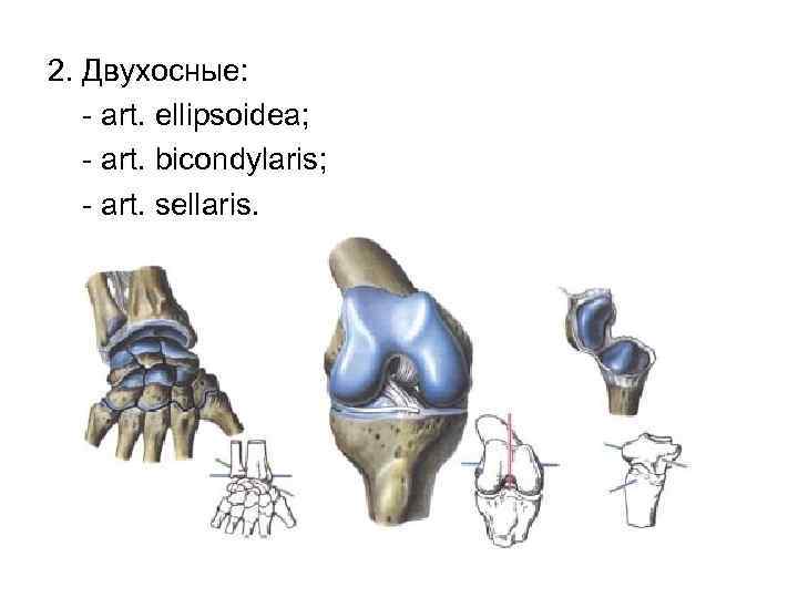 2. Двухосные: - art. ellipsoidea; - art. bicondylaris; - art. sellaris. 