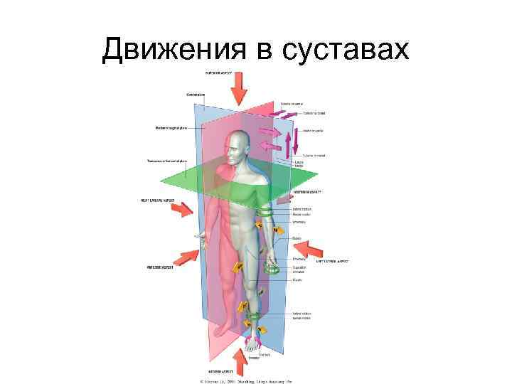 Оси движения. Оси движения в суставах. Плоскости движения суставов. Движения в суставах вокруг осей. Фронтальная ось движения суставов.