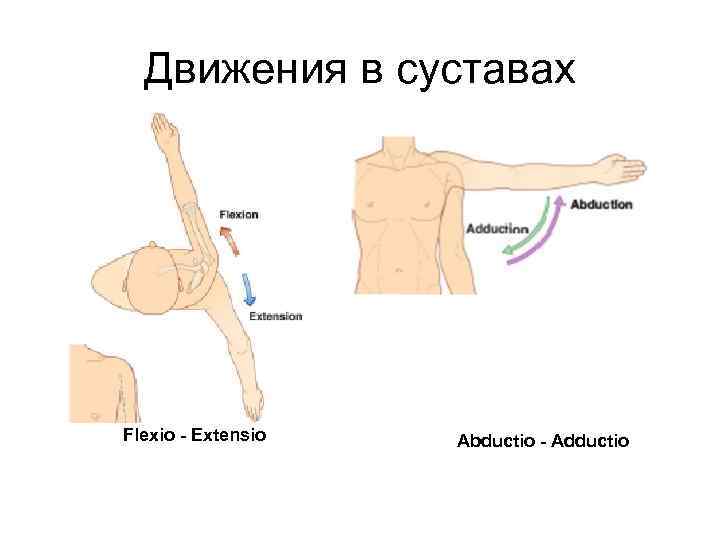 Движения в суставах Flexio - Extensio Abductio - Adductio 