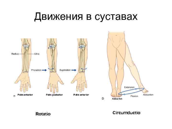 Движения в суставах Rotatio Circumductio 