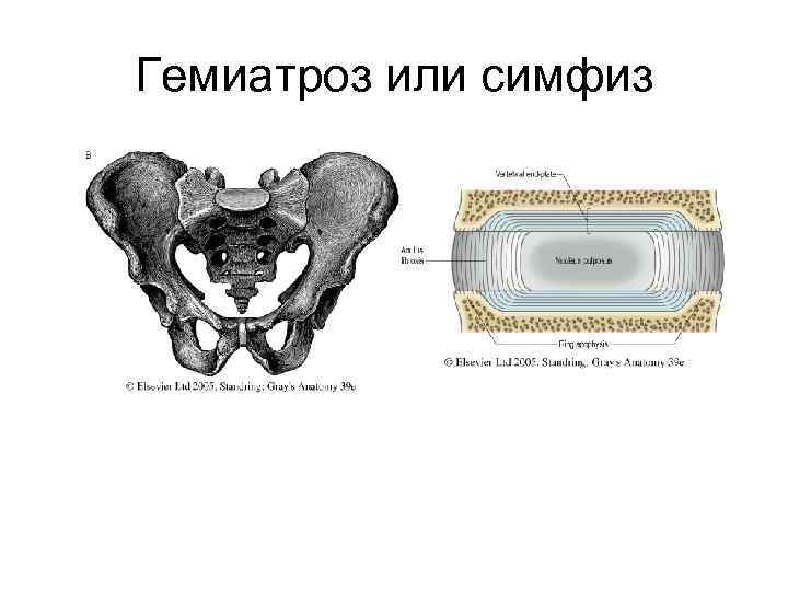 Симфиз это в анатомии