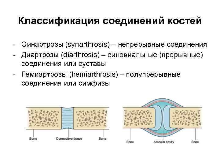 Классификация соединений костей - Синартрозы (synarthrosis) – непрерывные соединения - Диартрозы (diarthrosis) – синовиальные