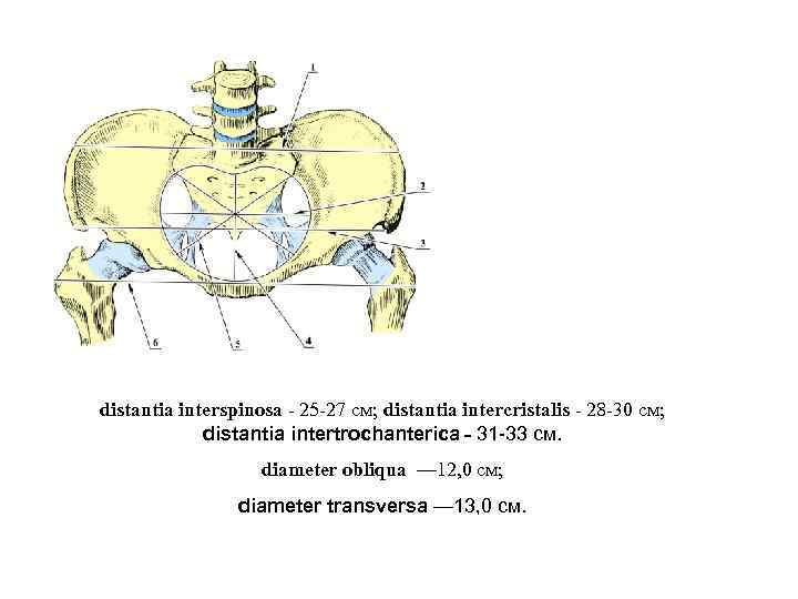 distantia interspinosa - 25 -27 см; distantia intercristalis - 28 -30 см; distantia intertrochanterica