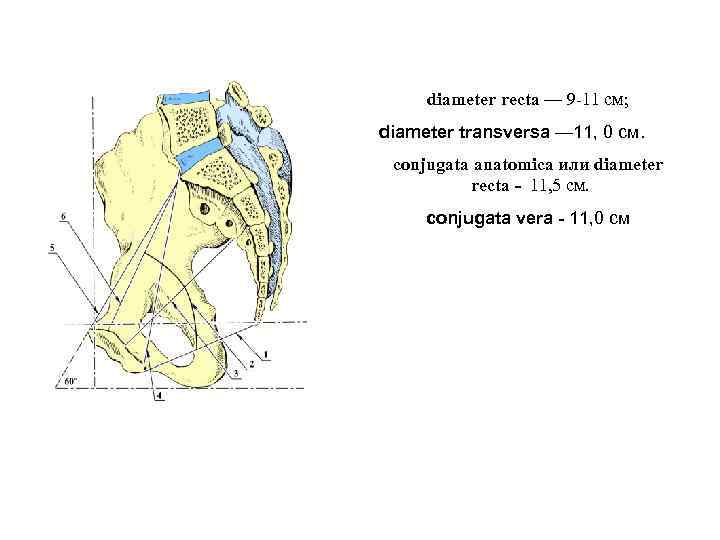 diameter recta — 9 -11 см; diameter transversa — 11, 0 см. conjugata anatomica