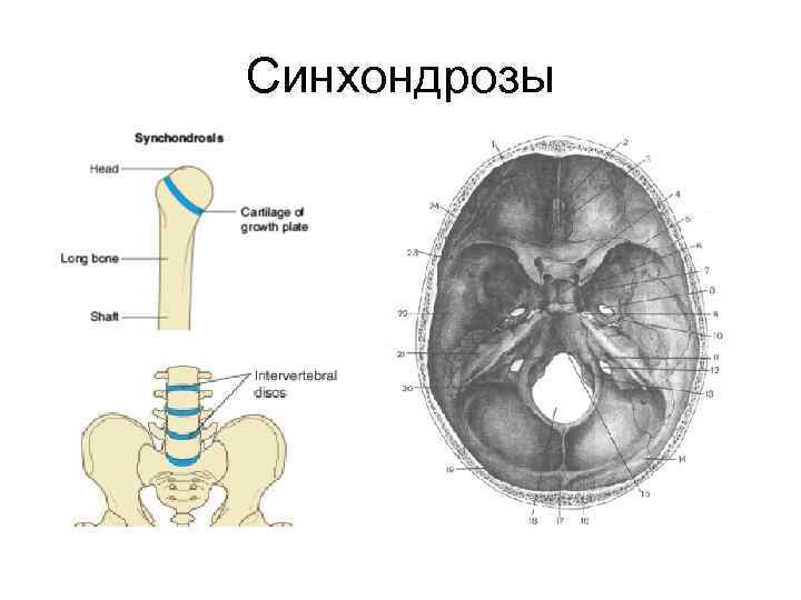 Какой тип соединения костей изображен на рисунке какие анатомические структуры этого типа соединения