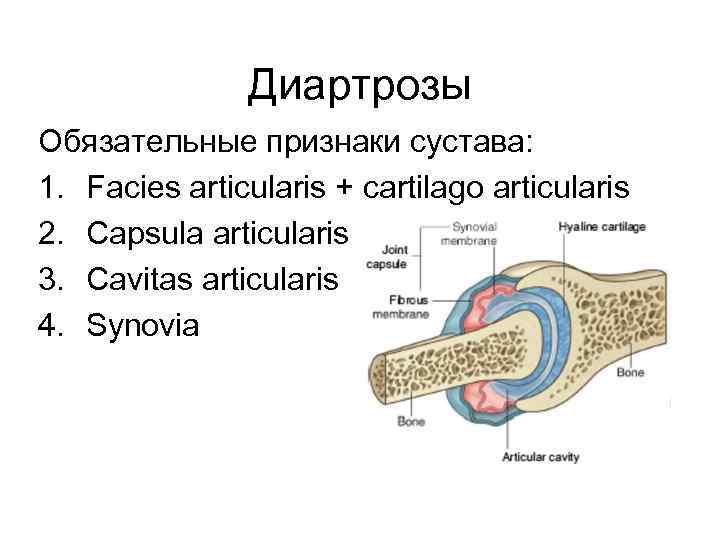 Диартрозы Обязательные признаки сустава: 1. Facies articularis + cartilago articularis 2. Capsula articularis 3.