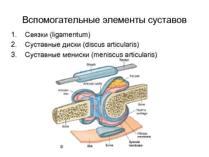 Вспомогательные элементы суставов 1. 2. 3. Связки (ligamentum) Суставные диски (discus articularis) Суставные мениски