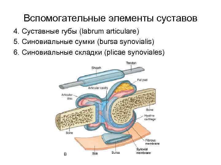 Вспомогательные элементы суставов 4. Суставные губы (labrum articulare) 5. Синовиальные сумки (bursa synovialis) 6.