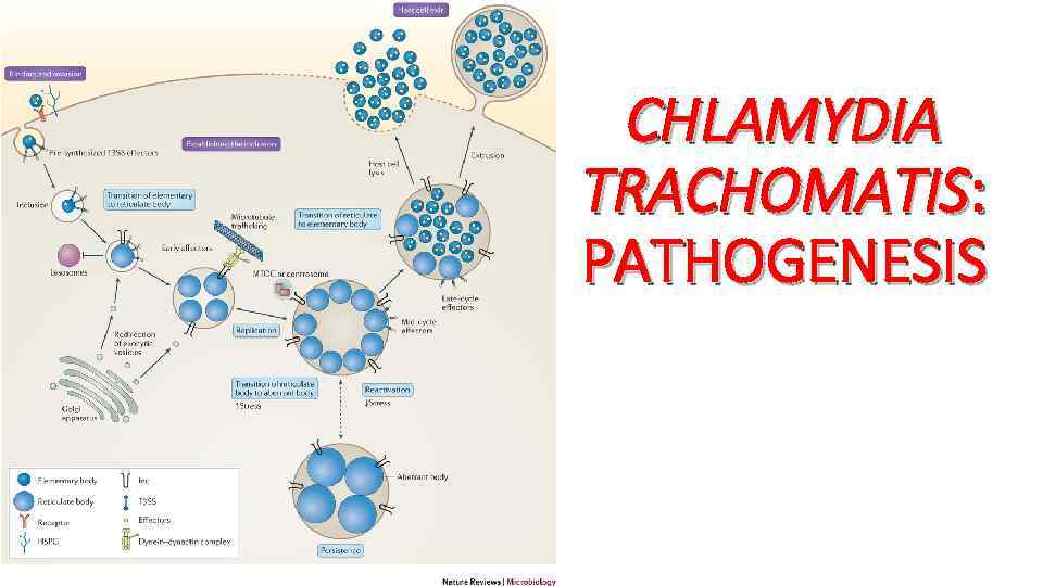 CHLAMYDIA TRACHOMATIS: PATHOGENESIS 