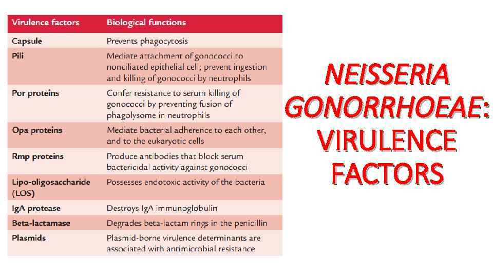 NEISSERIA GONORRHOEAE: VIRULENCE FACTORS 