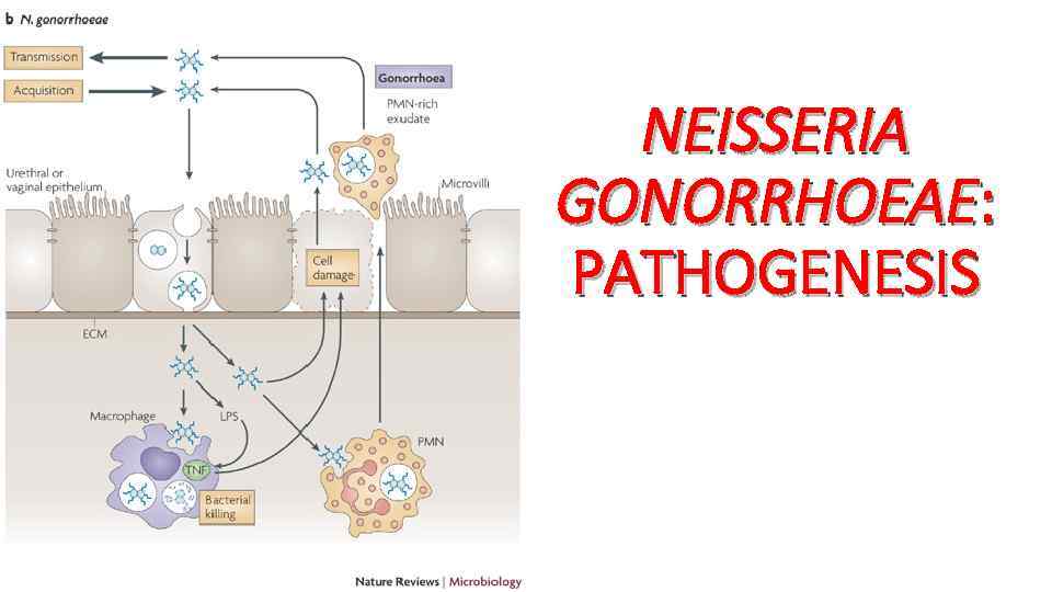 NEISSERIA GONORRHOEAE: PATHOGENESIS 