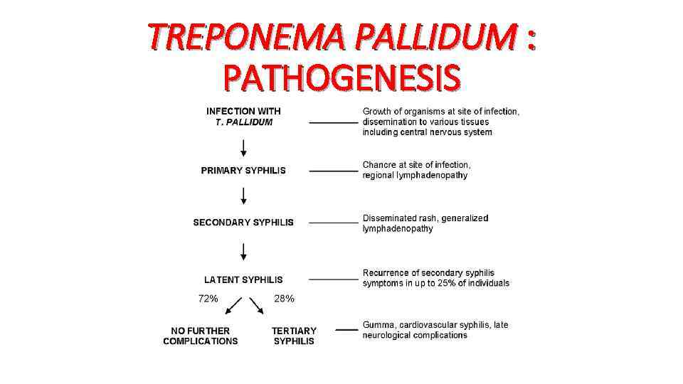 TREPONEMA PALLIDUM : PATHOGENESIS 