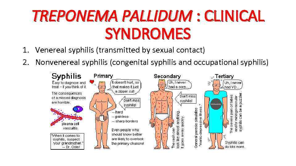 TREPONEMA PALLIDUM : CLINICAL SYNDROMES 1. Venereal syphilis (transmitted by sexual contact) 2. Nonvenereal