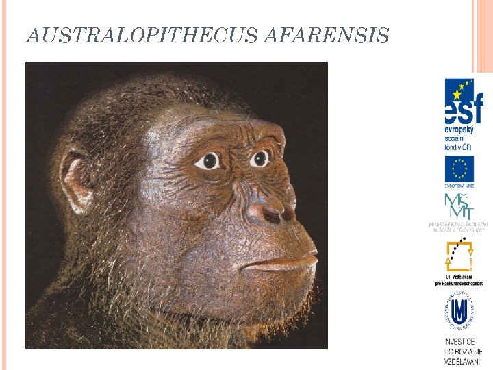 AUSTRALOPITHECUS AFARENSIS 