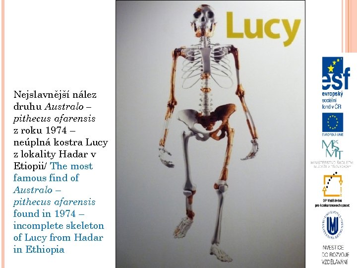 Nejslavnější nález druhu Australo – pithecus afarensis z roku 1974 – neúplná kostra Lucy