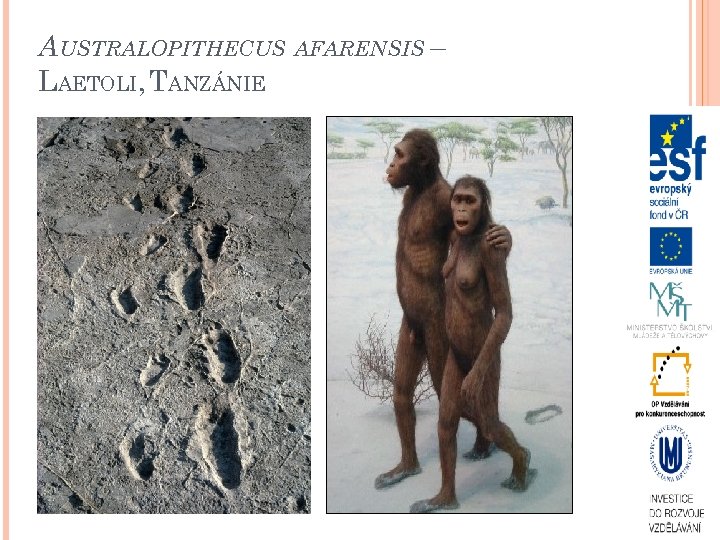 AUSTRALOPITHECUS AFARENSIS – LAETOLI, TANZÁNIE 