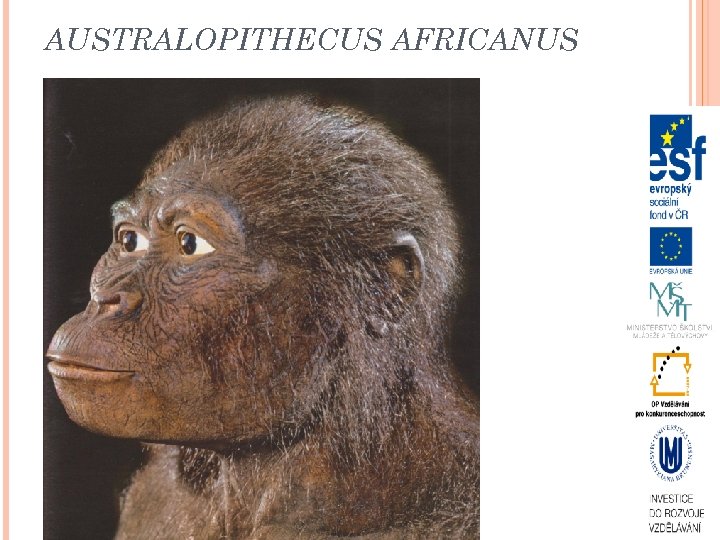 AUSTRALOPITHECUS AFRICANUS 