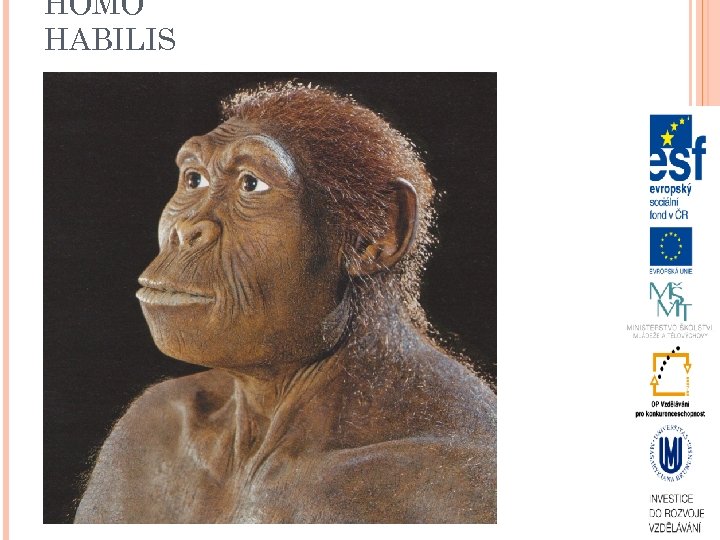 HOMO HABILIS 