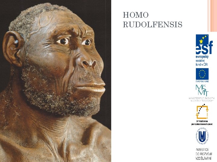 HOMO RUDOLFENSIS 