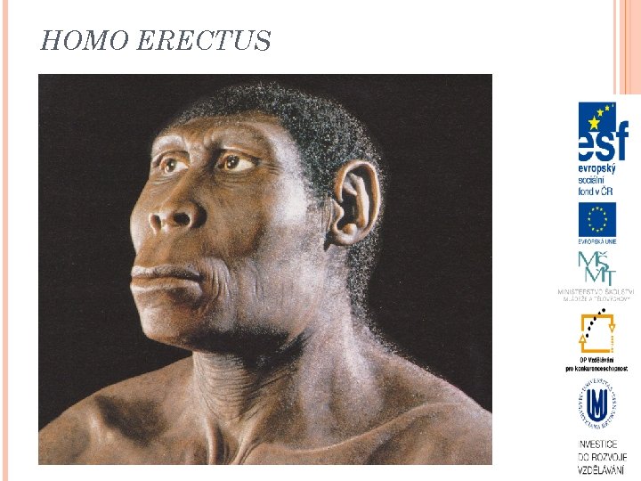 HOMO ERECTUS 