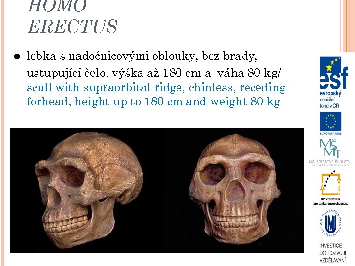 HOMO ERECTUS lebka s nadočnicovými oblouky, bez brady, ustupující čelo, výška až 180 cm