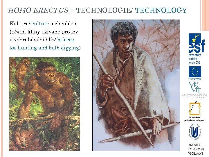HOMO ERECTUS – TECHNOLOGIE/ TECHNOLOGY Kultura/ culture: acheuléen (pěstní klíny užívané pro lov a