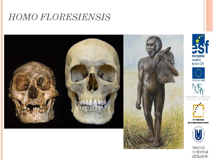 HOMO FLORESIENSIS 