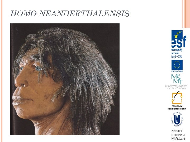 HOMO NEANDERTHALENSIS 